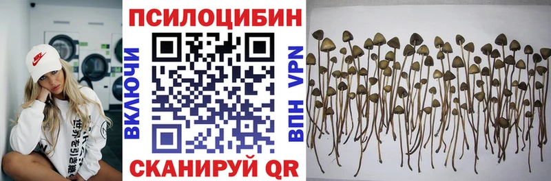где можно купить Зеленоградск Галлюциногенные грибы MAGIC MUSHROOMS